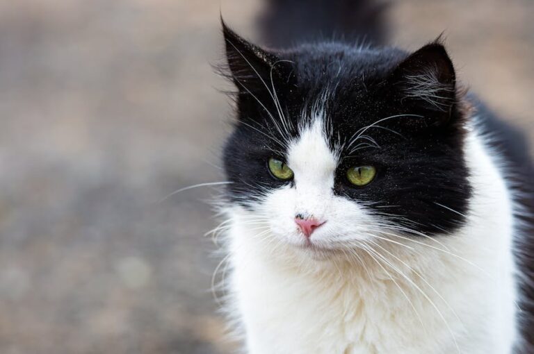 cats around the world