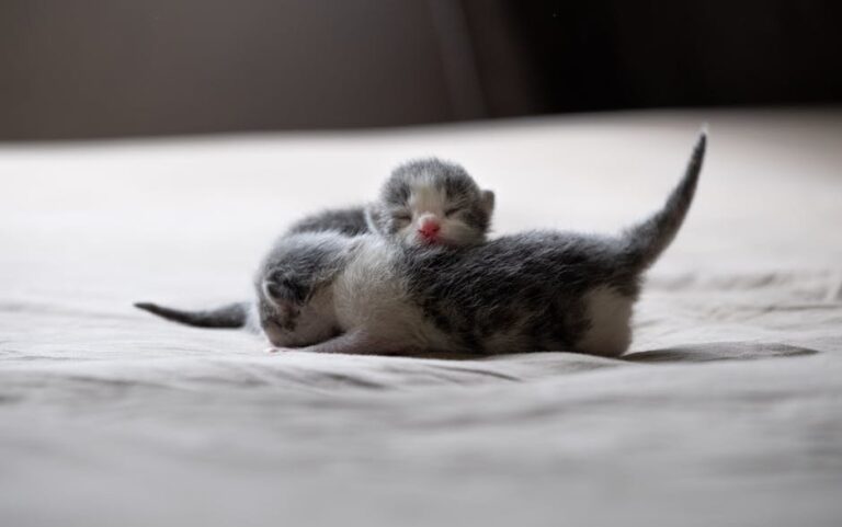 cats hissing at each other after moving