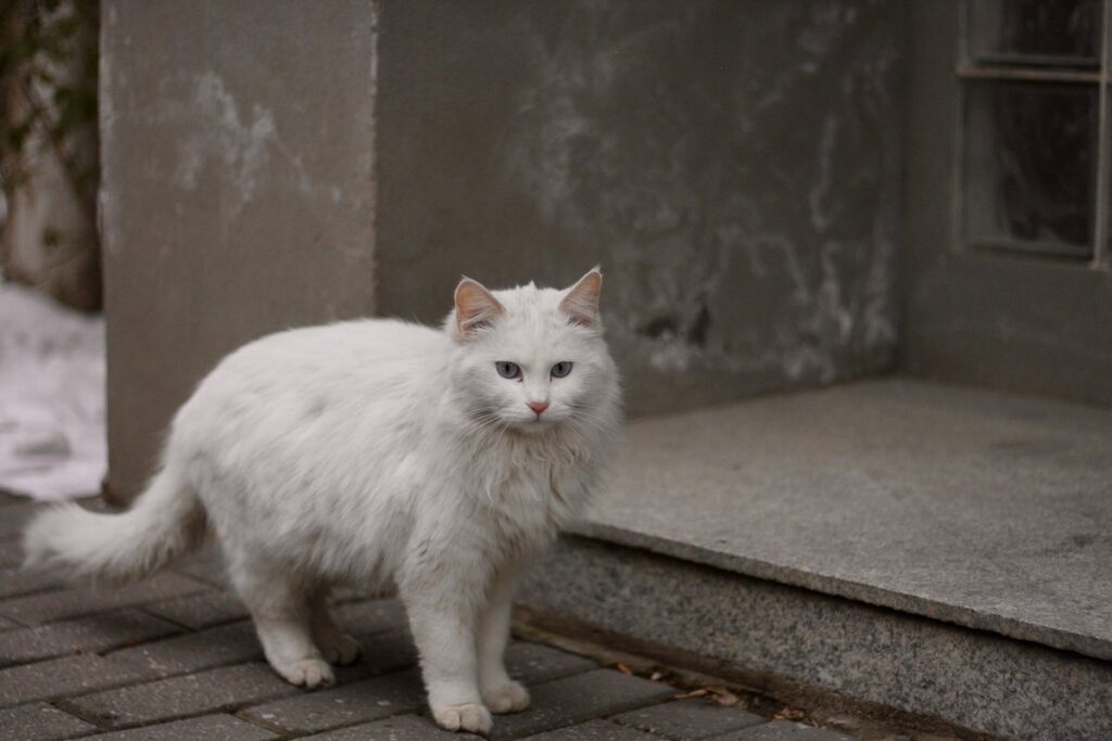 do cats get cold
