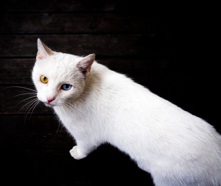 cats with two different colored eyes