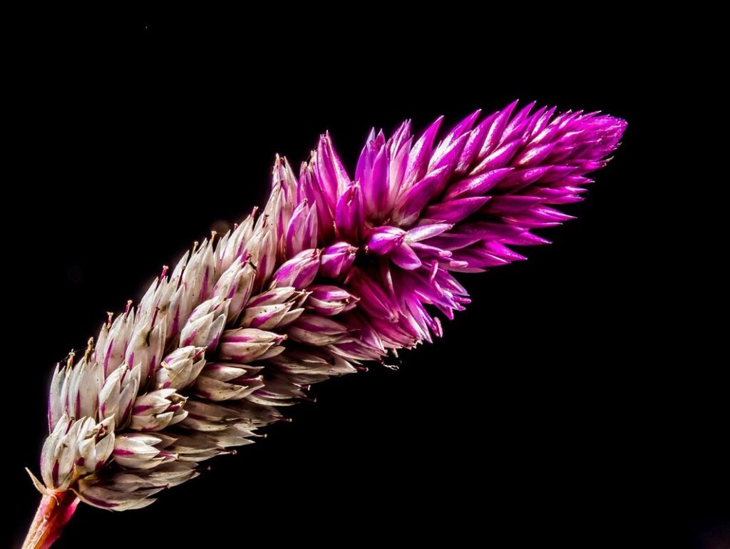 are celosia poisonous to dogs
