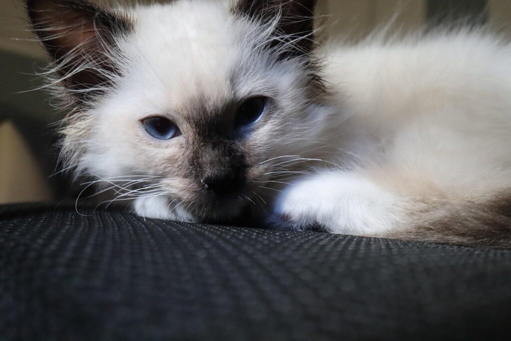 define birman