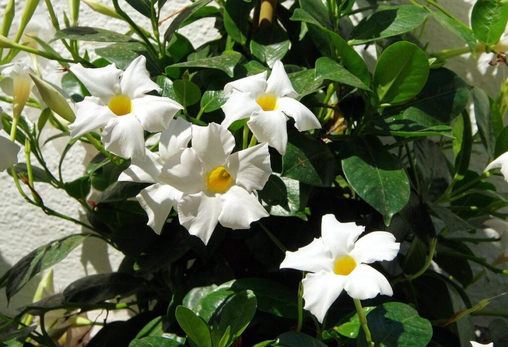 are dipladenia poisonous to cats