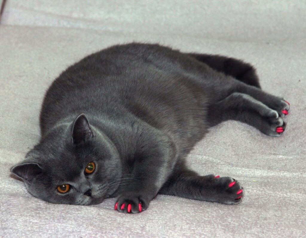 fat pouch cat