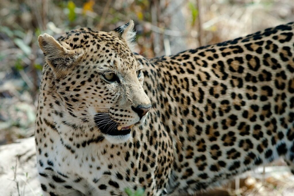 feline bald spots