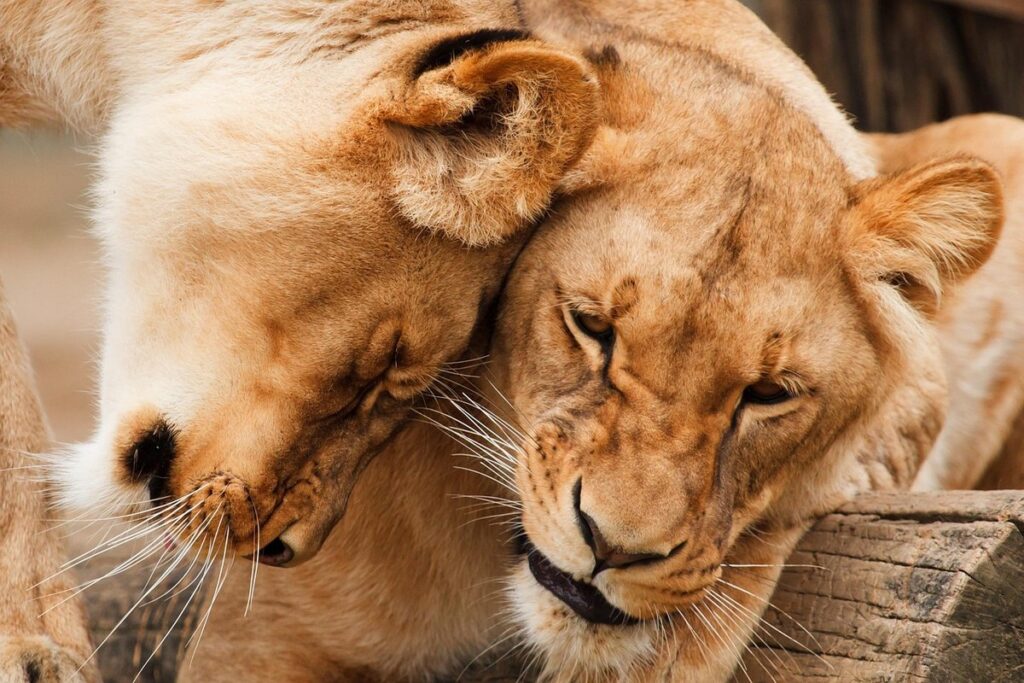 feline excessive grooming
