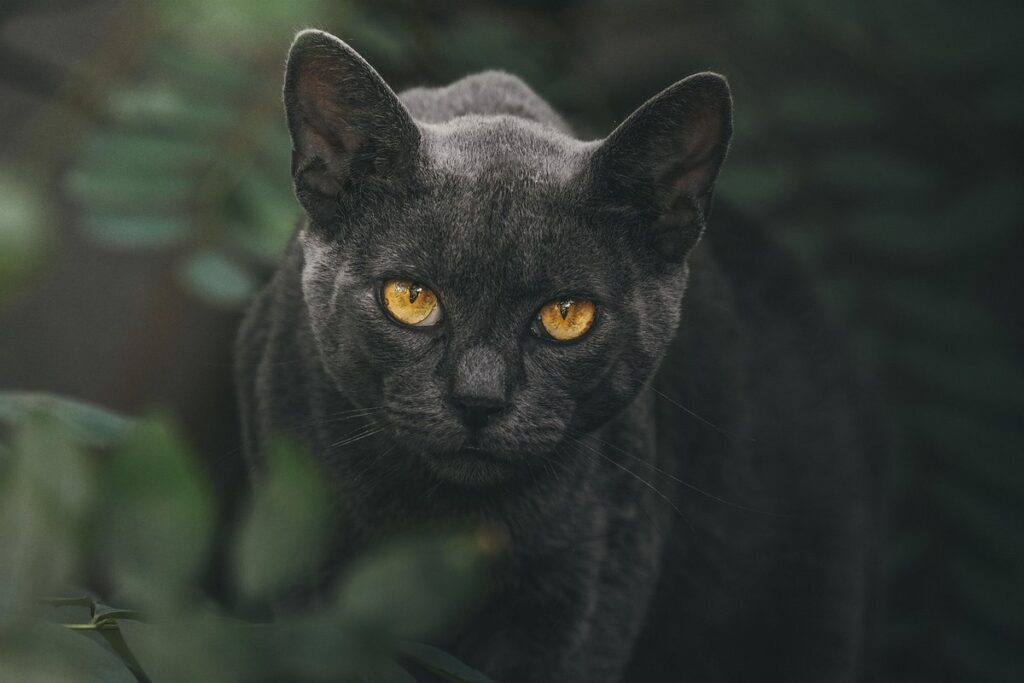 feline yellow diarrhea