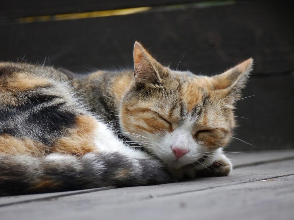 stray vs feral cat