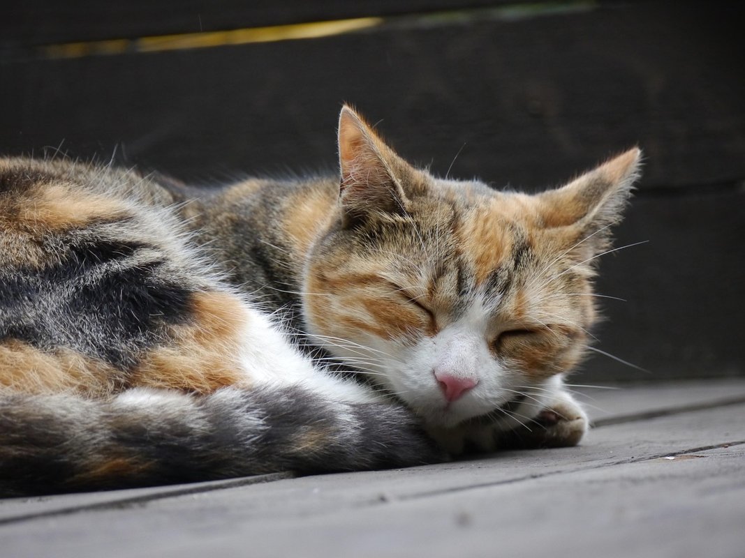 Where Can I Take A Stray Cat: Complete Guide & Key Details