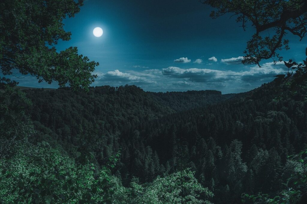 why do foxes scream at night uk