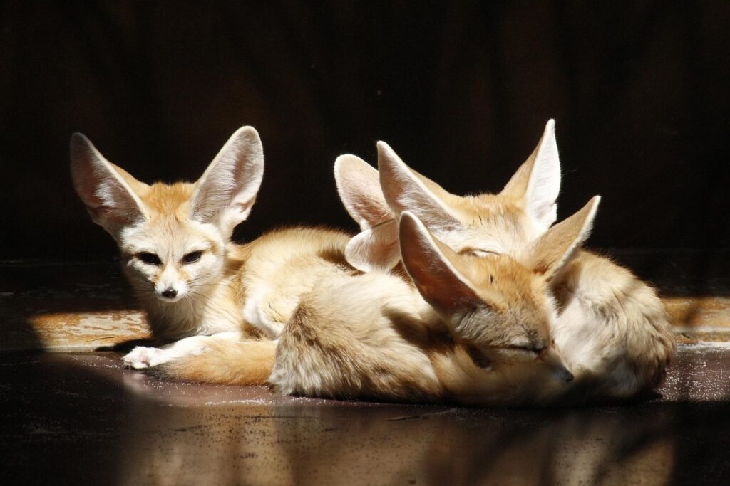will red foxes go after cats or dogs