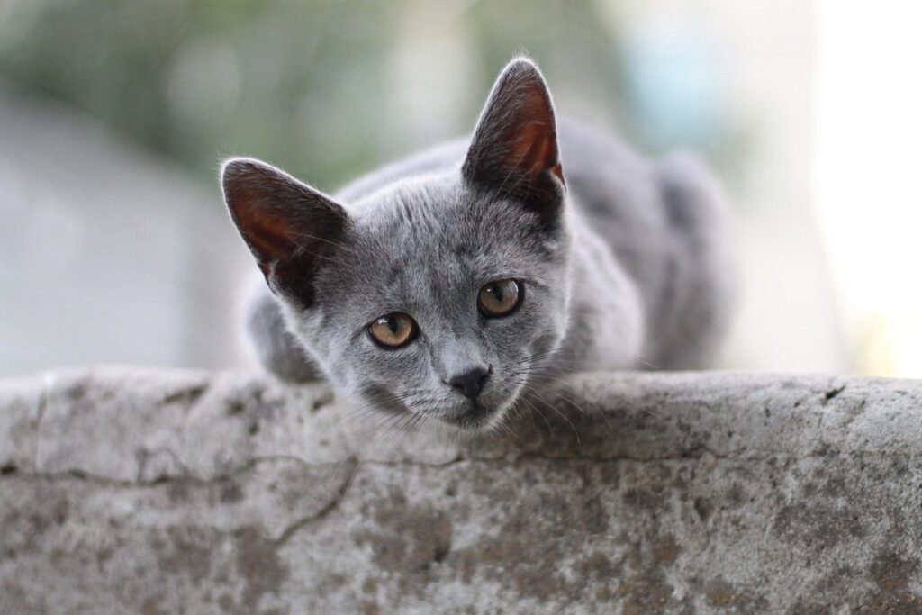 kitten grey blue eyes