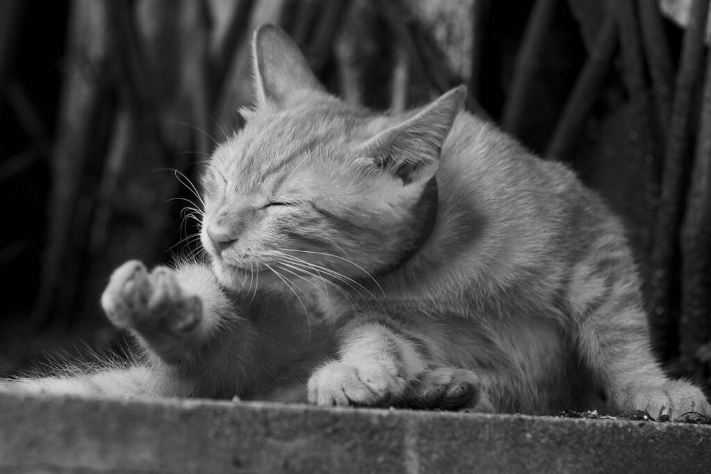 treating itchy skin on cats