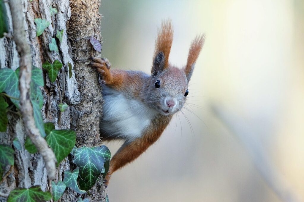 kitten climbing tree