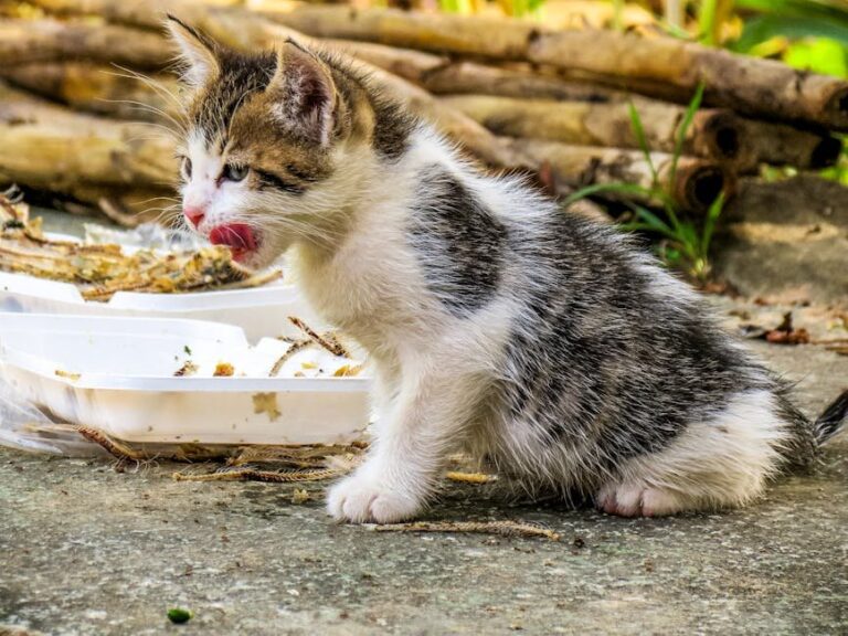 kitten not eating much