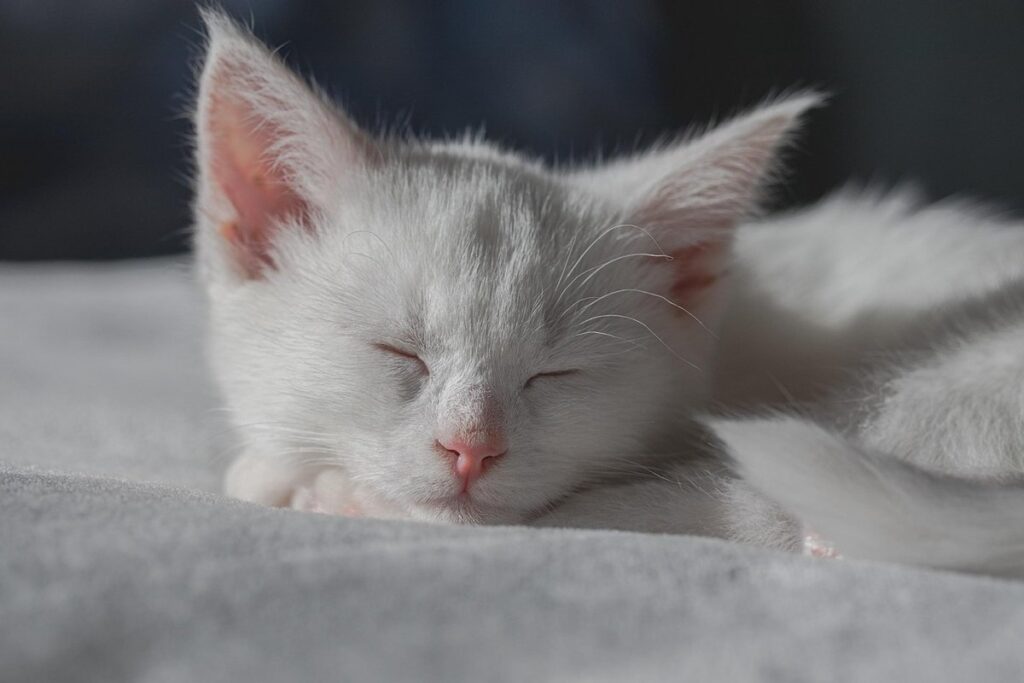 how to stop kittens from peeing on the bed