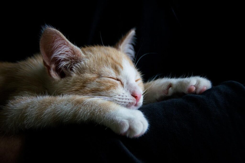 how to gain kittens trust