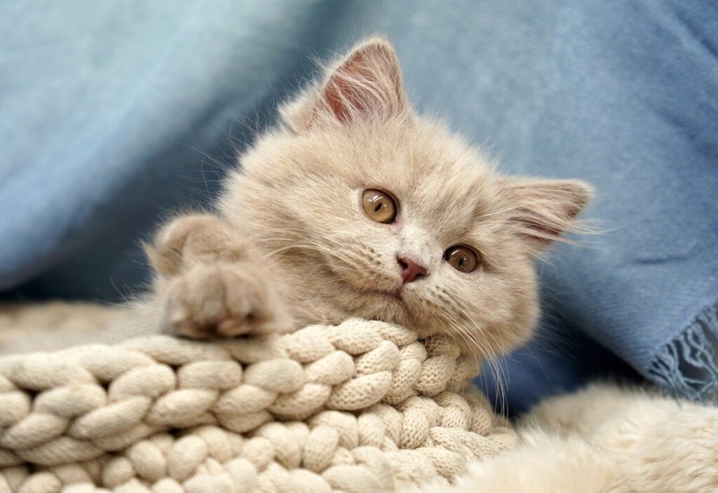 how to help kitten with stuffy nose