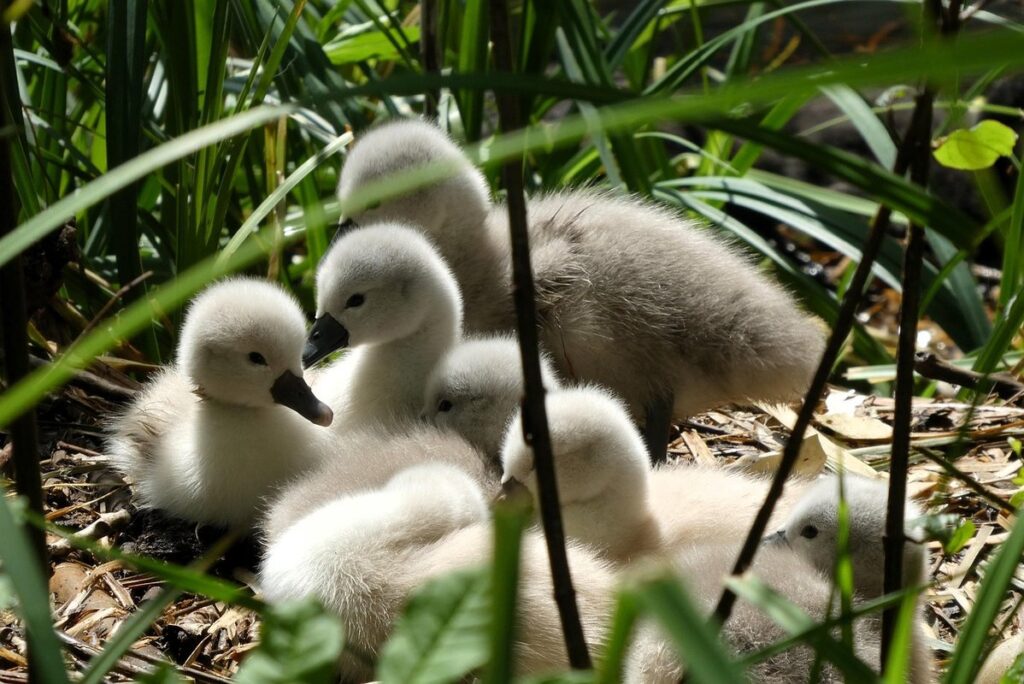 kittens born