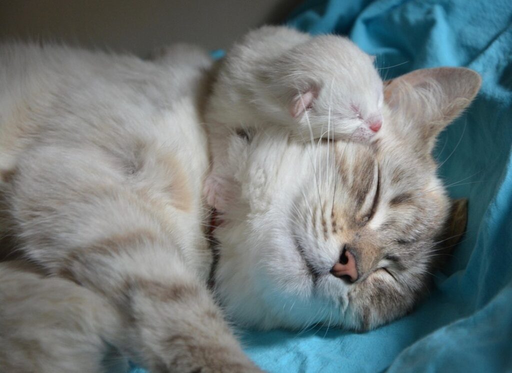when can you separate kittens from mom