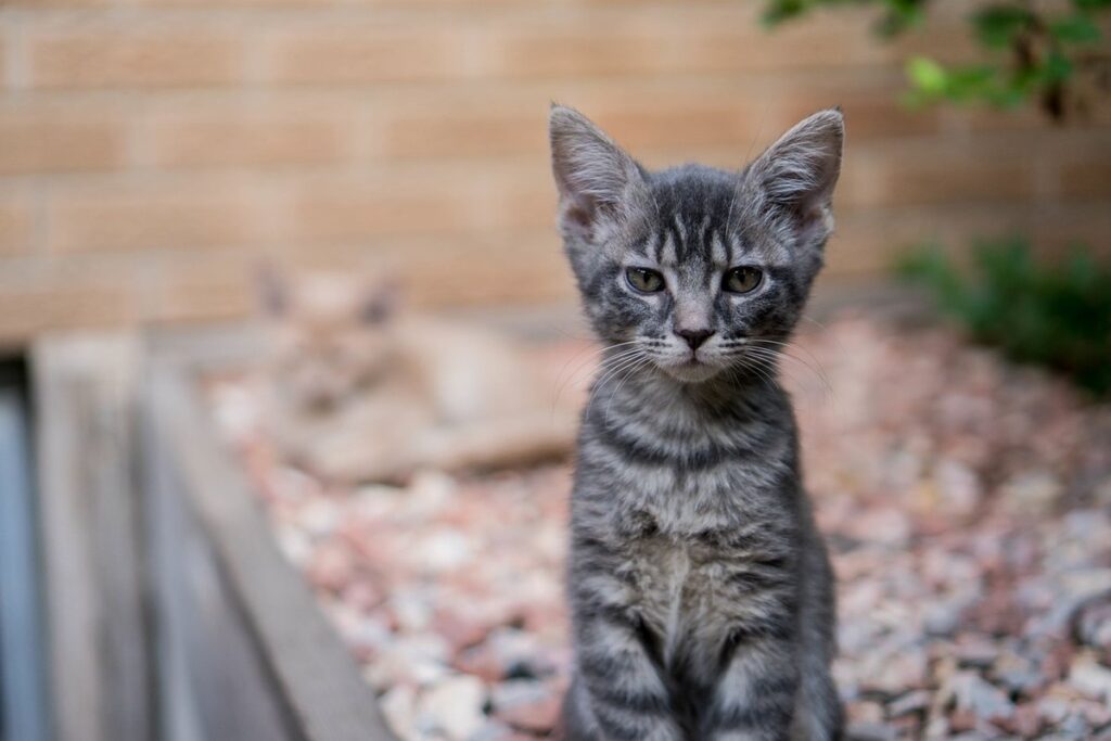 when can kittens go outside