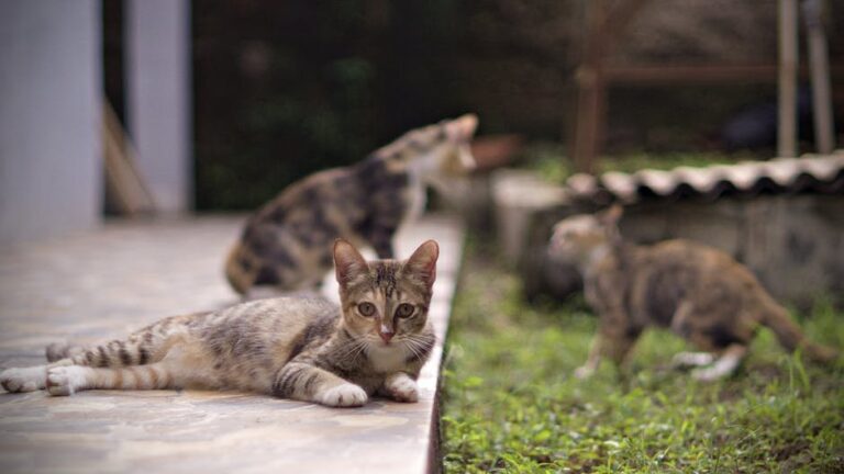 kittens playing with kittens