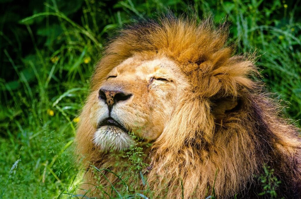 mane cats