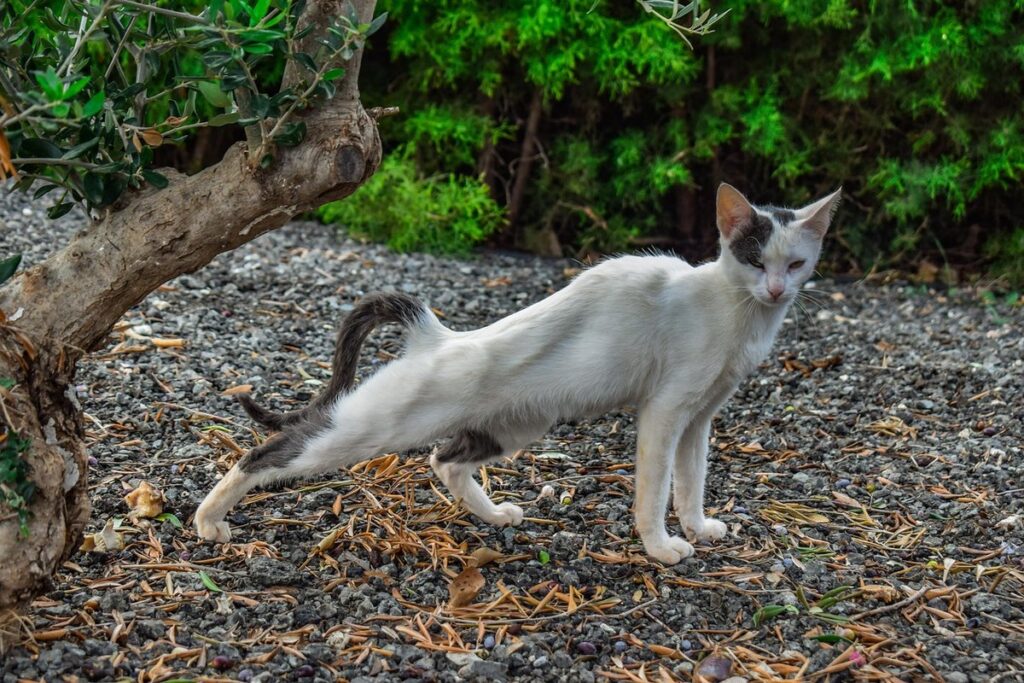 mean cat names