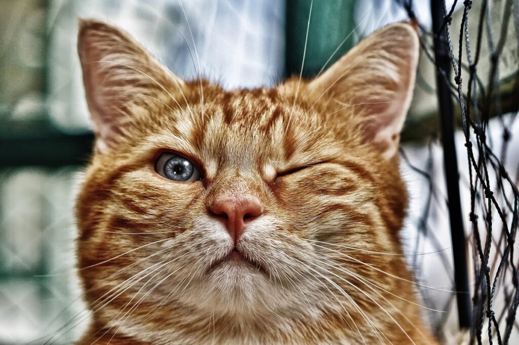 names for mischievous cats