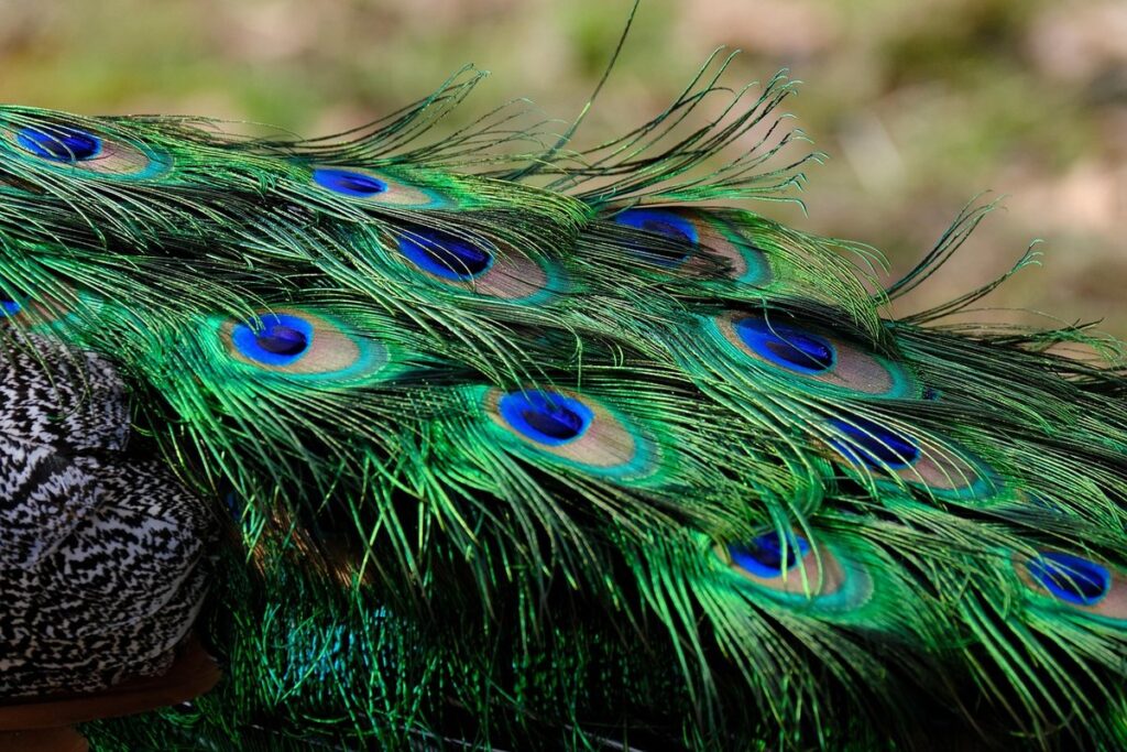 multicolored eyes