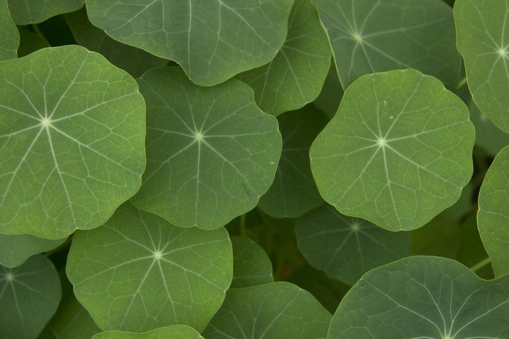 are nasturtiums toxic to dogs