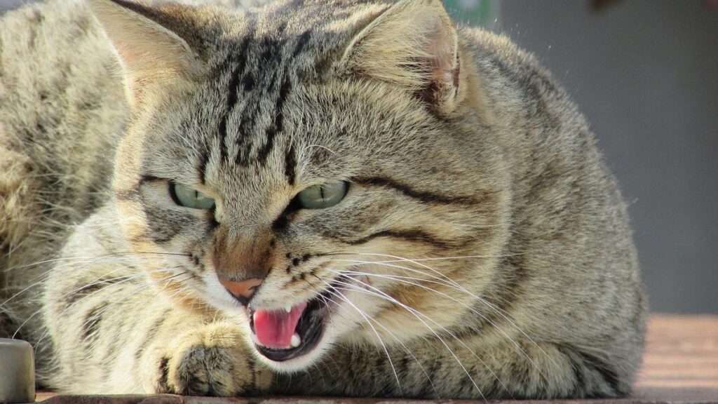 new cat growling