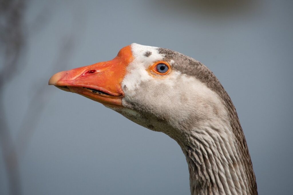 orange eyes natural