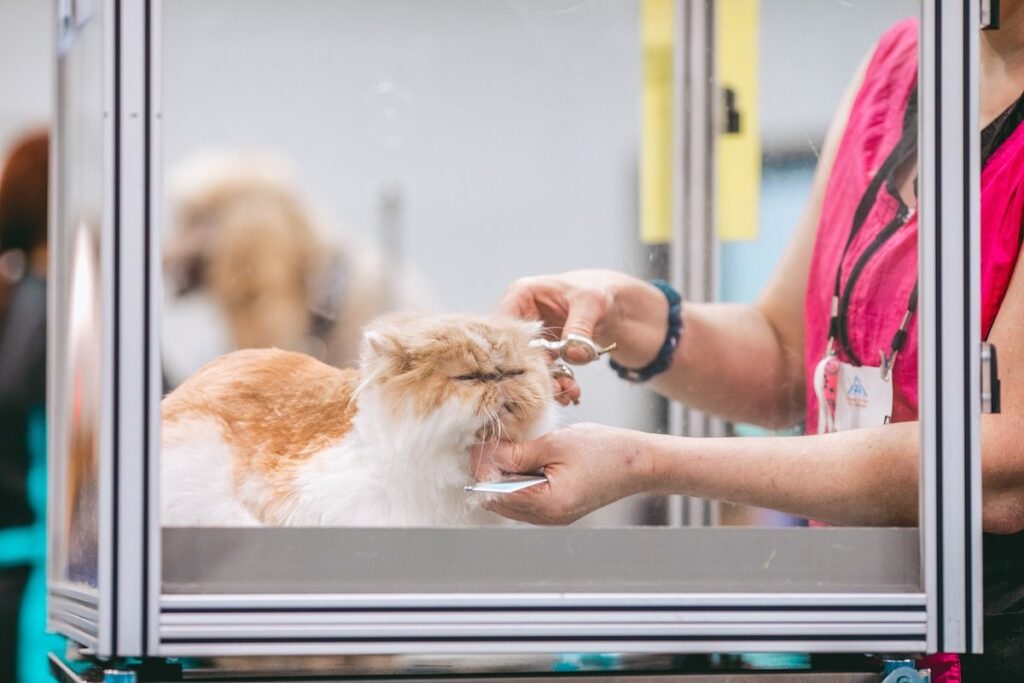 Persian cat grooming