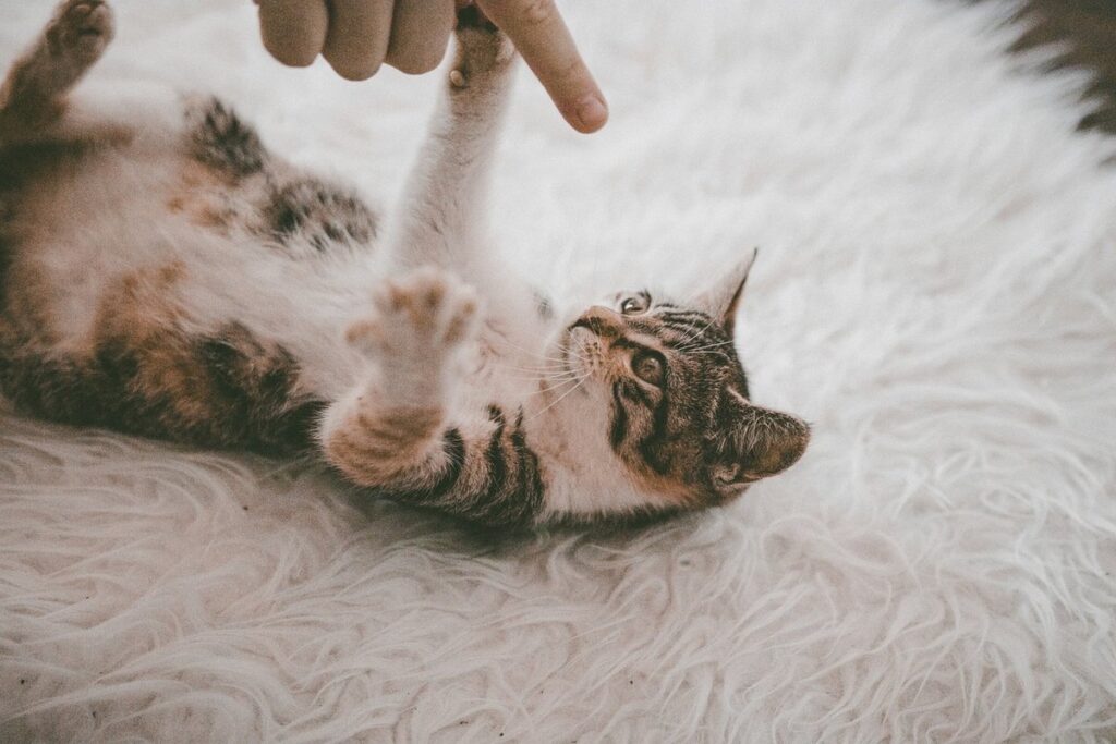 playing kitten