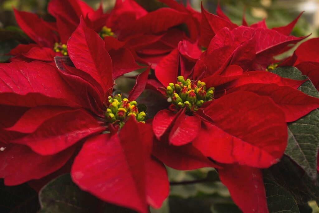 poinsettia and cats
