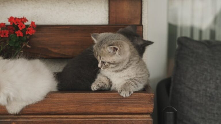 poisonous flowers for cats