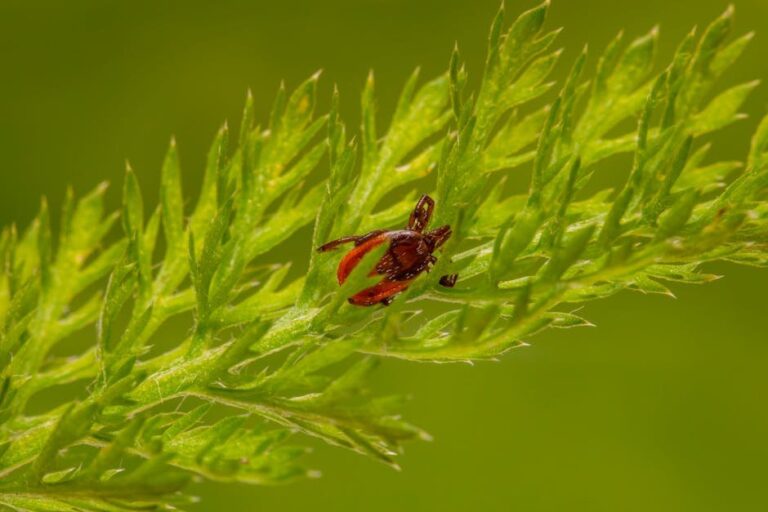poisonous plants to cats