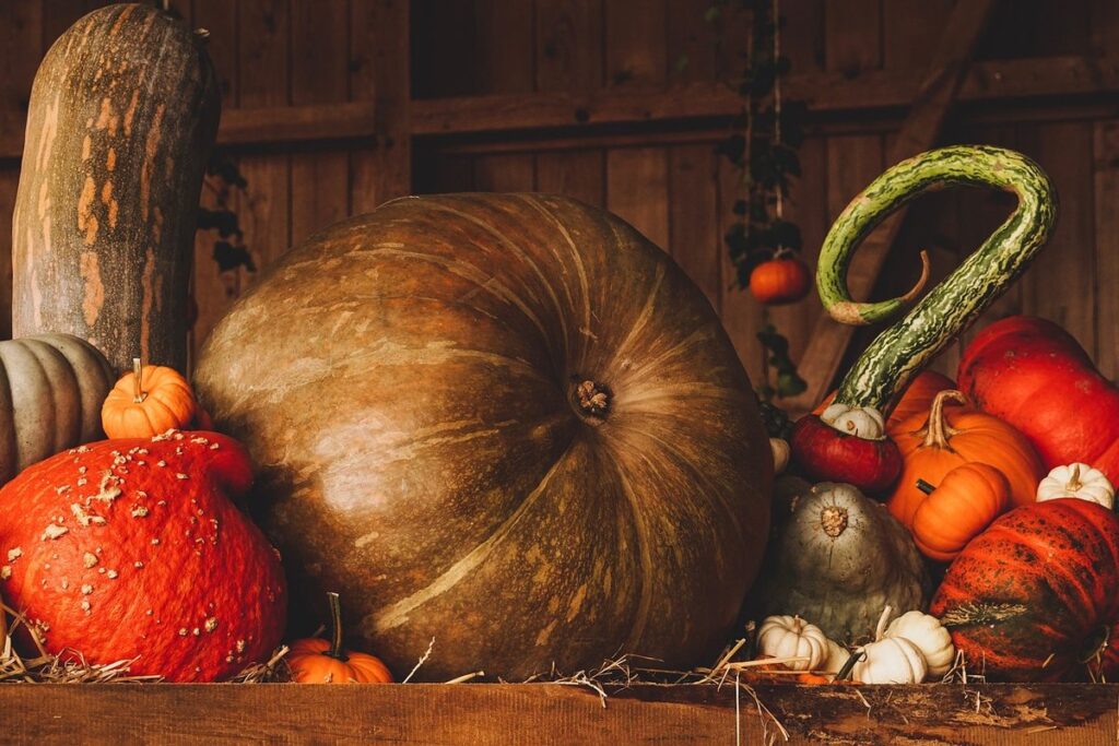 pumpkin for kittens with diarrhea