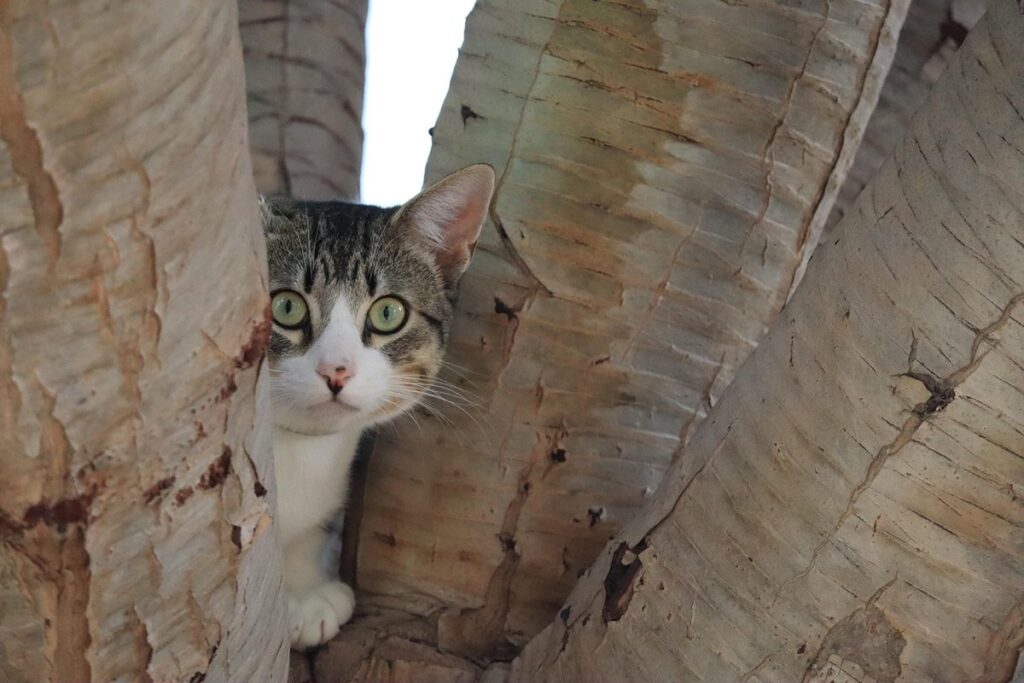 how long will a cat hide if scared outside
