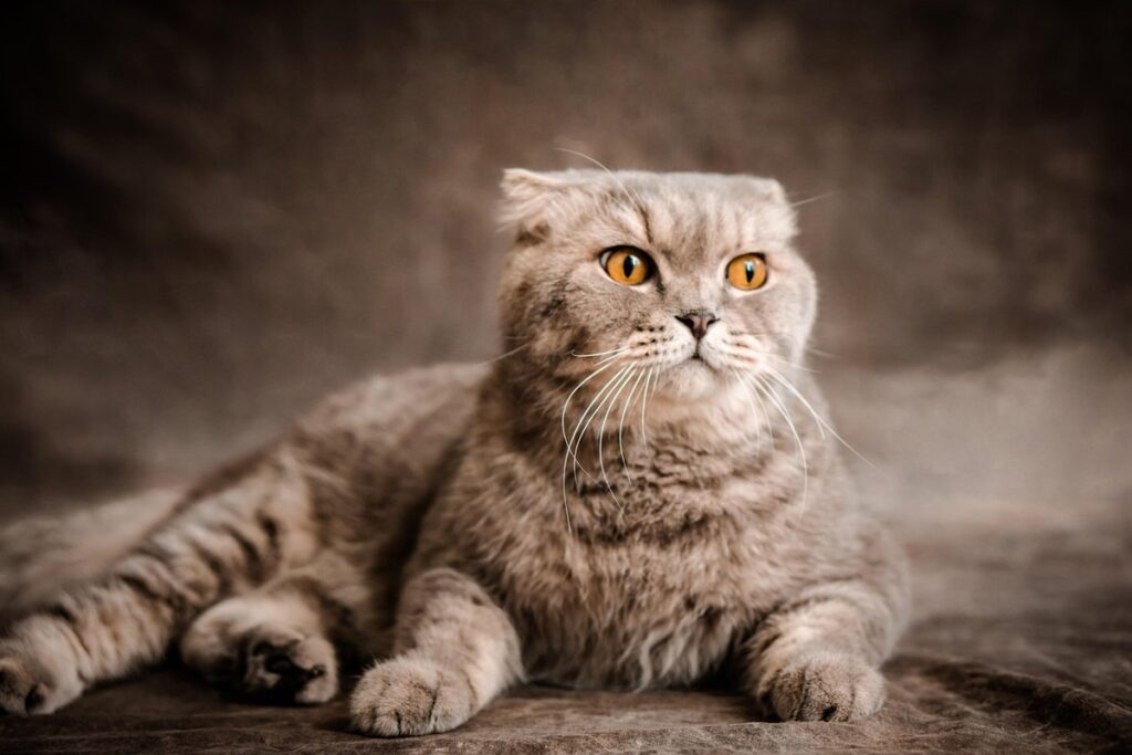 scottish fold cat