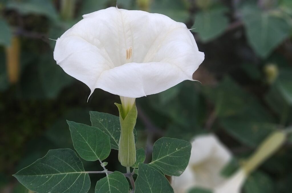 toxic flowers for cats