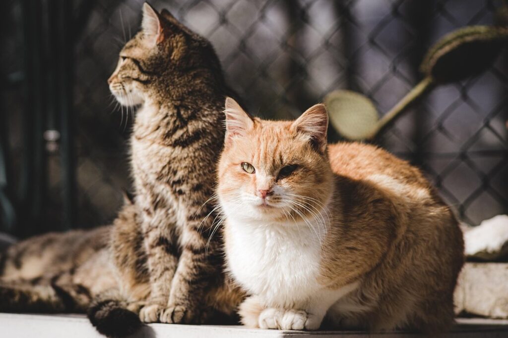 two cats sitting together