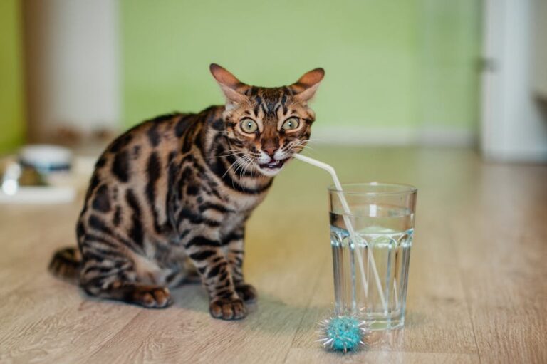 water toys for cats
