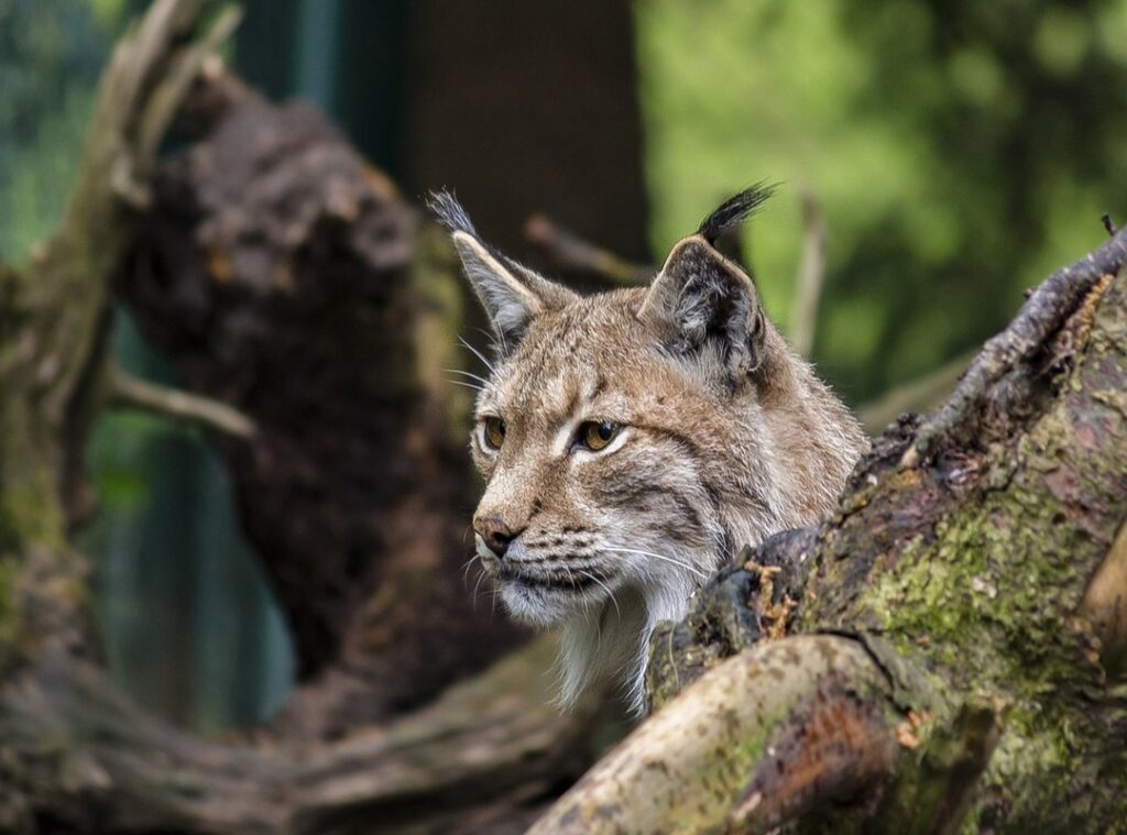 wild cat pet