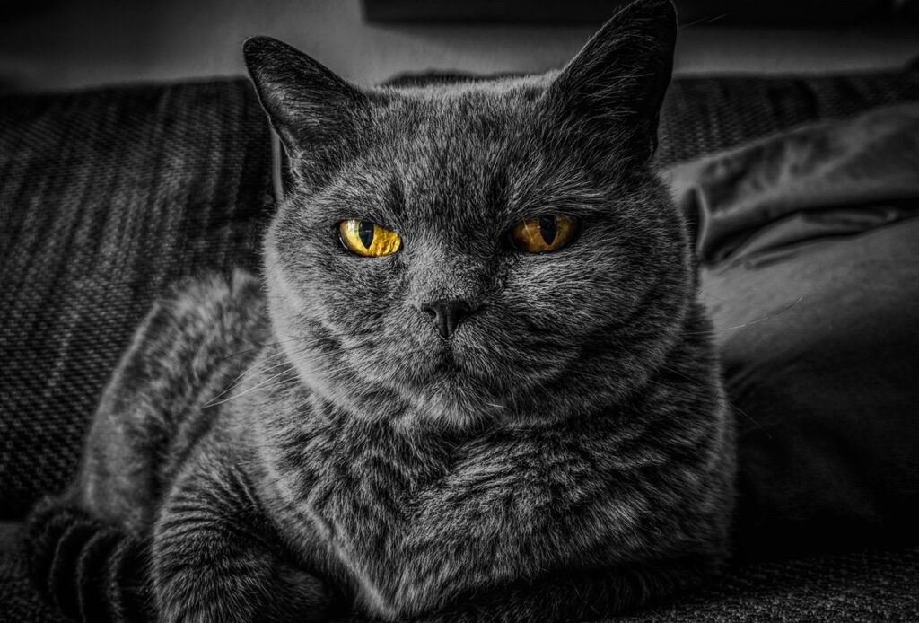indoor cat care
