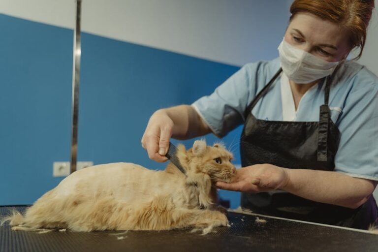 cat safety tips indoors