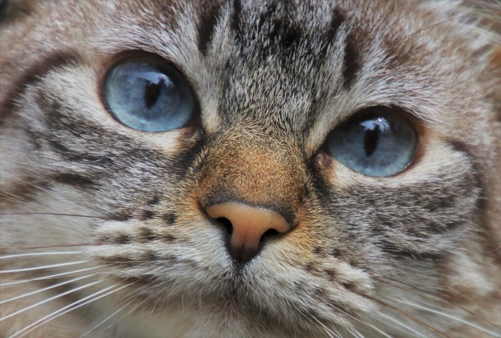 how often do cats say goodbye before they die