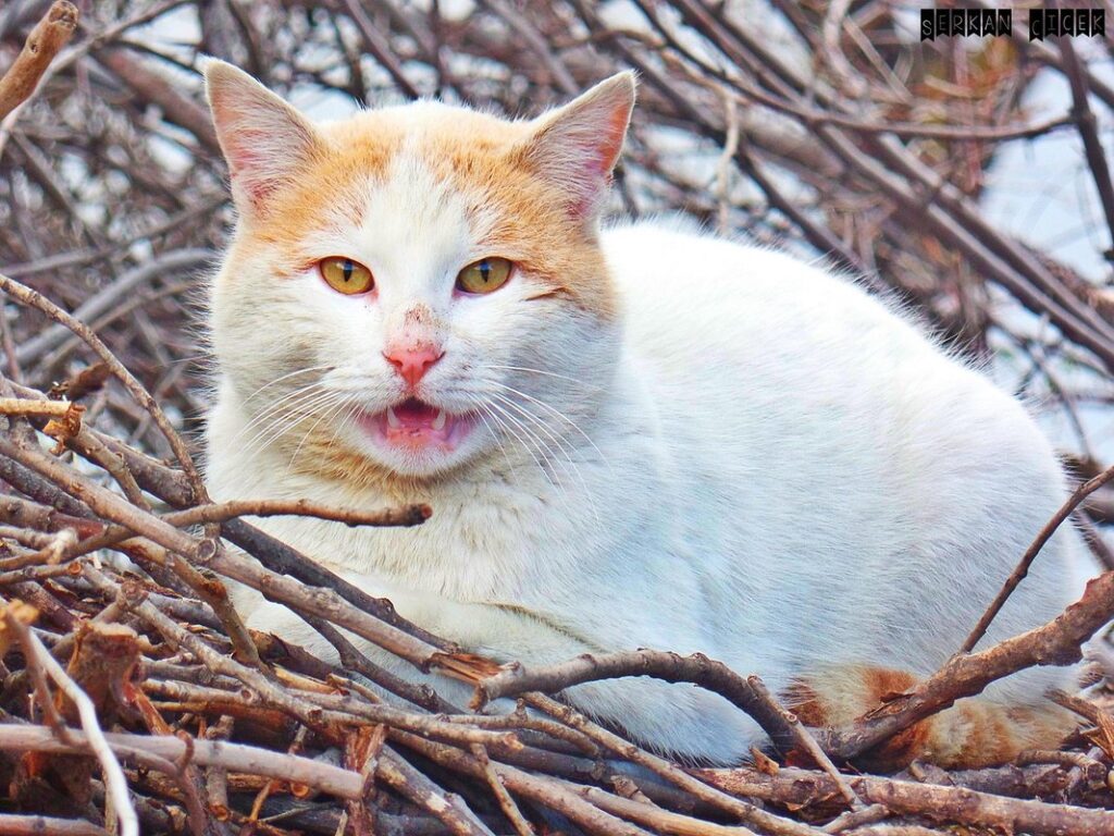 my cat is acting like she sees something