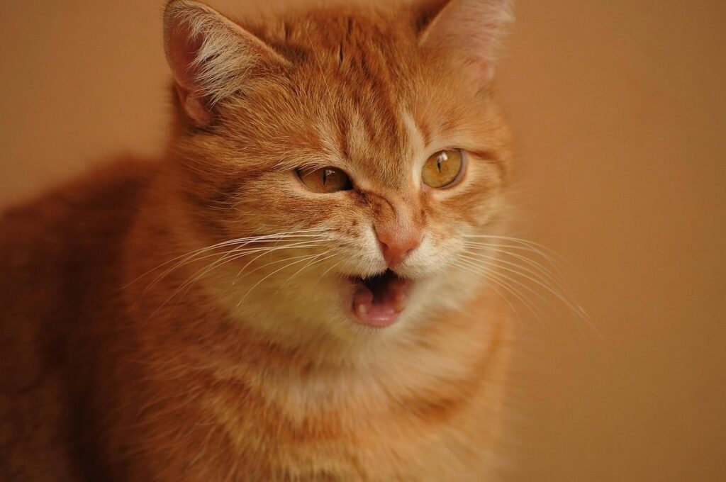 cat sneeze remedy